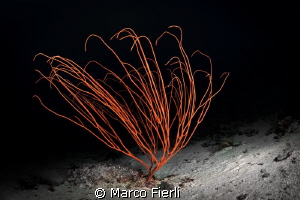 Elisella at 55m/180ft by Marco Fierli 